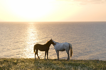 Image showing Horses