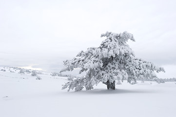 Image showing Winter Scenics