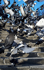 Image showing  Flock of Pigeons