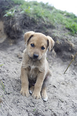 Image showing Homeless puppy