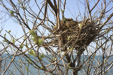 Image showing Bird nest