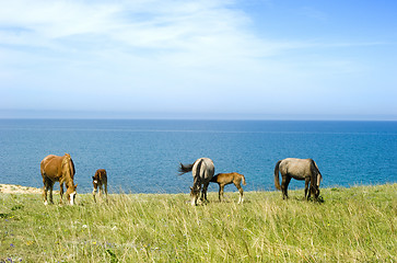 Image showing Horses