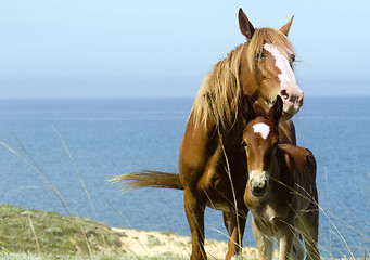 Image showing Horses