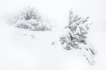 Image showing Snow covered tree