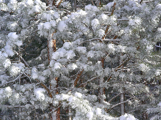 Image showing branches of pine