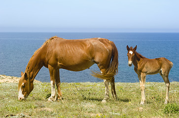 Image showing Horses