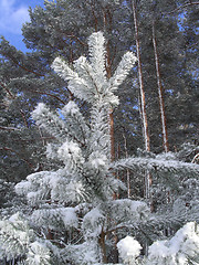 Image showing pine