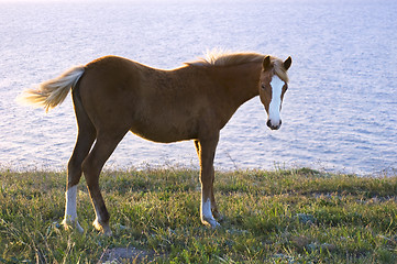 Image showing Horse