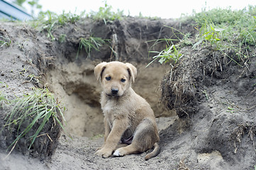 Image showing Puppy