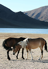 Image showing Horses