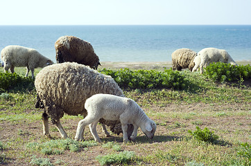 Image showing Herd of sheep