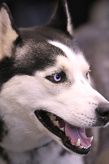 Image showing  Husky