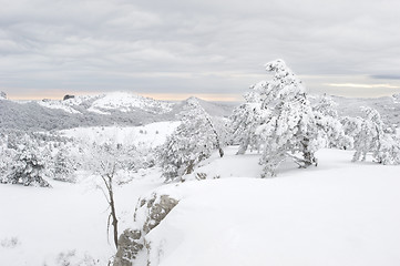 Image showing Winter Scenics