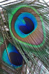 Image showing Peacock Feathers
