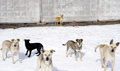 Image showing Homelessness dogs