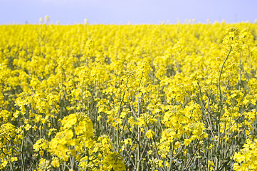 Image showing  Rape field