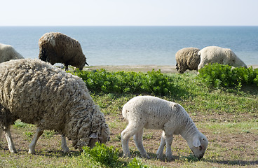 Image showing Herd of sheep 