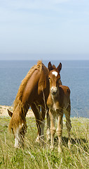 Image showing Horses