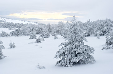 Image showing Snow covered tree