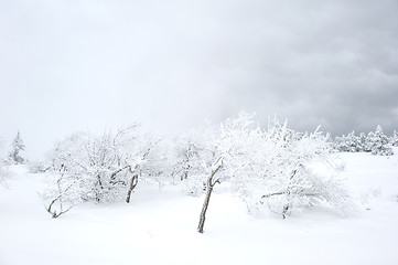 Image showing Winter Scenics