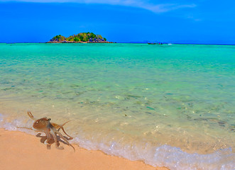 Image showing Baby Octopus taking a stroll