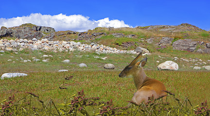 Image showing Roe deer at Moelen