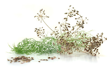 Image showing Dill seeds