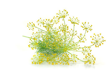 Image showing Dill with flower