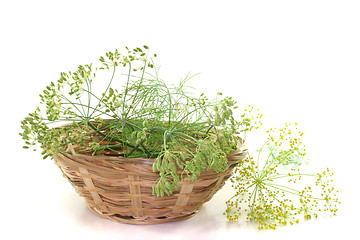 Image showing Dill seeds