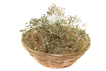 Image showing Dill seeds