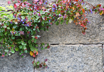 Image showing Stone wall with flowers