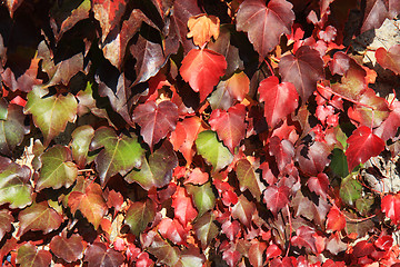 Image showing Vine leaves