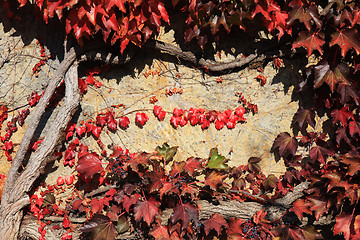 Image showing Wild vines on the wall