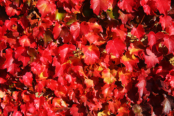 Image showing Autumnal vine leaves