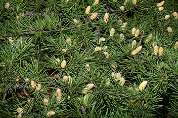 Image showing Pine branches
