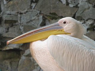 Image showing Pompous pelican