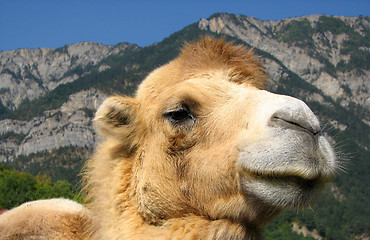 Image showing Proud camel