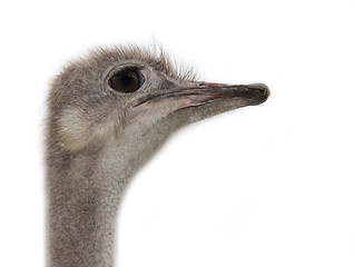 Image showing Ostrich head