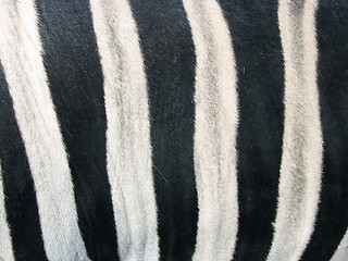 Image showing Skin of a zebra