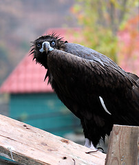 Image showing Black vulture 