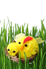 Image showing Easter chicks in the grass isolated on white                