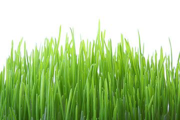 Image showing Grass