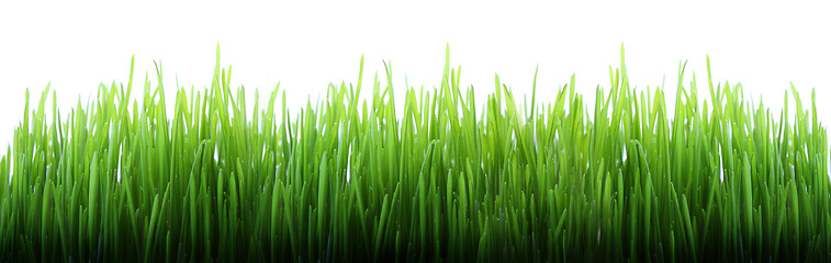 Image showing Long grass