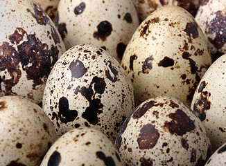 Image showing Quail eggs