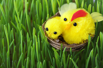 Image showing Easter chicks in the grass