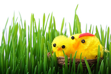 Image showing Easter chicks in the grass