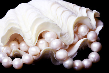 Image showing Pearl in shell