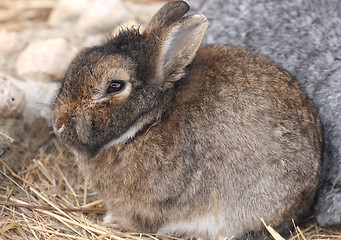 Image showing Little bunny