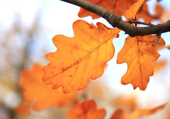 Image showing Autumn leaves