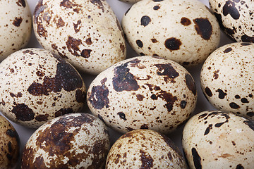 Image showing Quail eggs